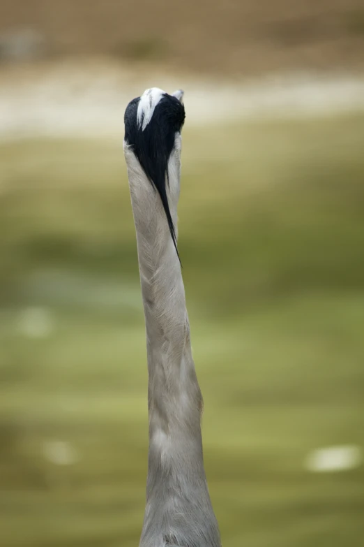 a large white bird with black beak standing on the water