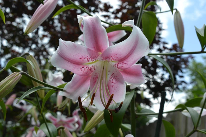 some white and pink flowers on top of green stems