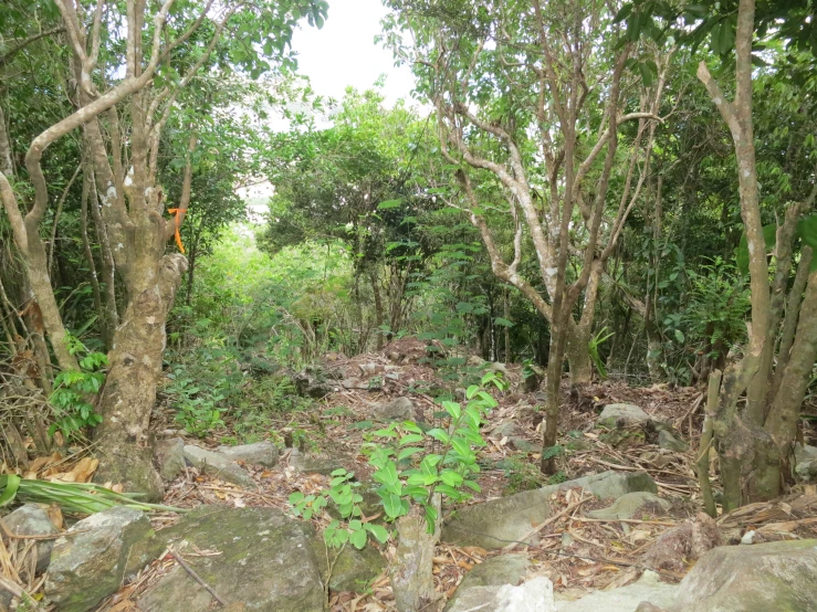 rocks covered in leaves stand between several trees