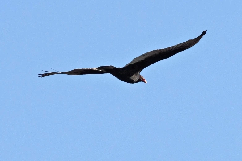 a black bird flying in the sky