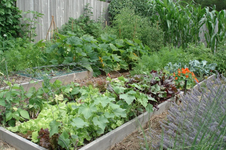 several rows of plants in a garden area