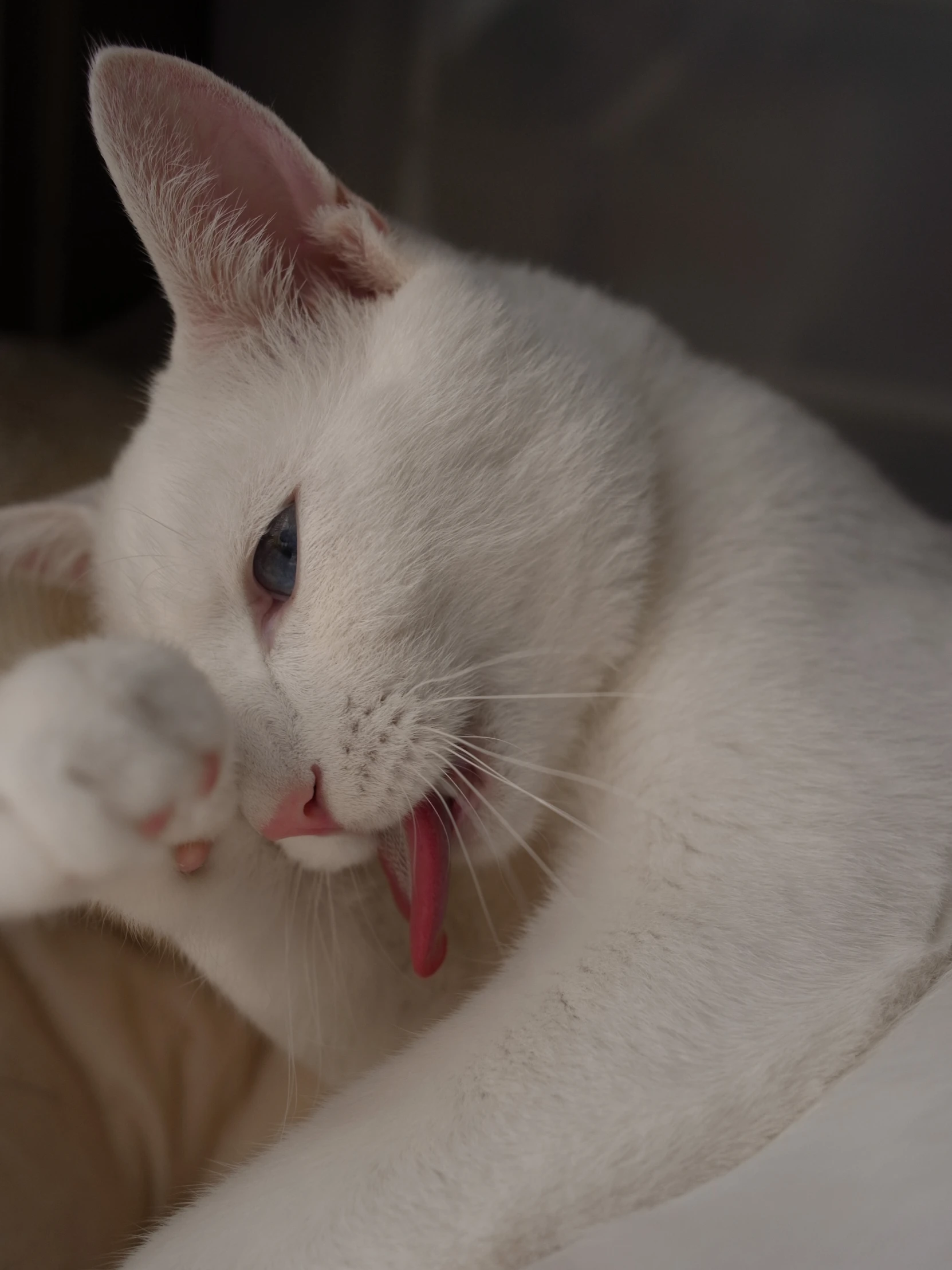 a white cat with its paw up while lying down