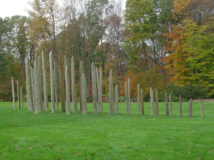 a field covered with lots of tall thin trees