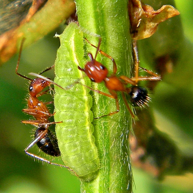 two ant bug insect mating on a leaf