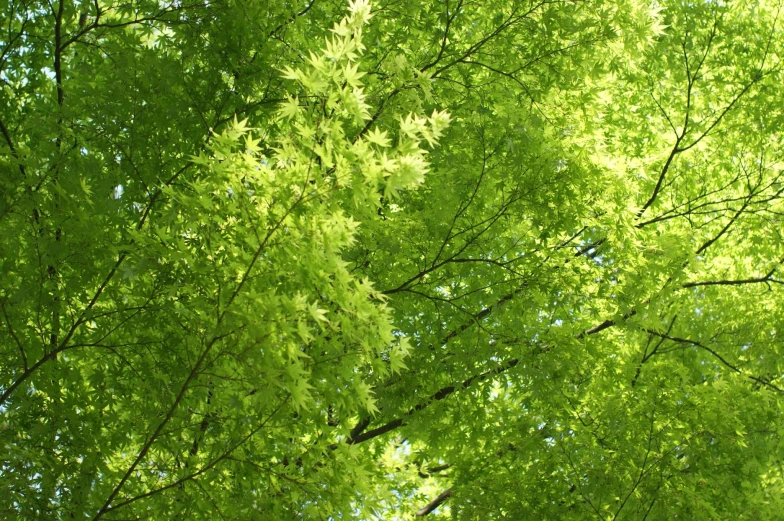 the leaves of a green tree above the nches