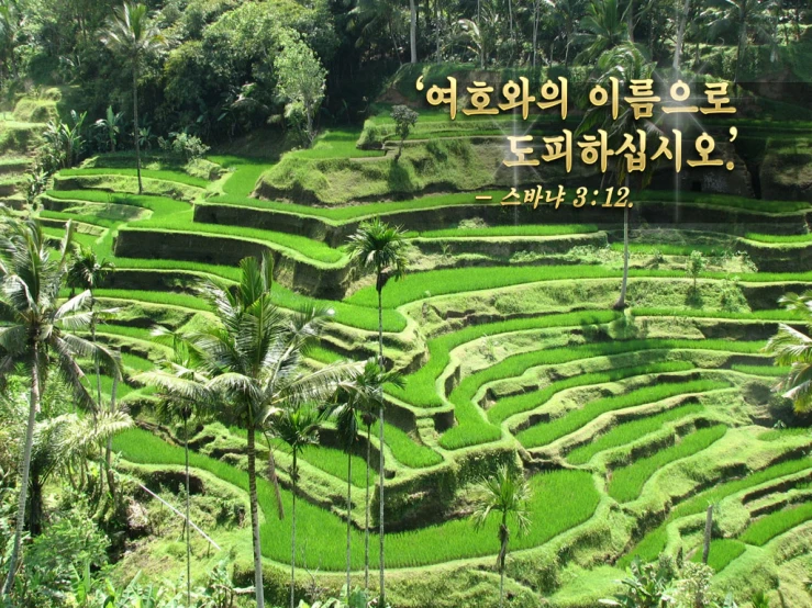 an asian style rice field with palm trees in front