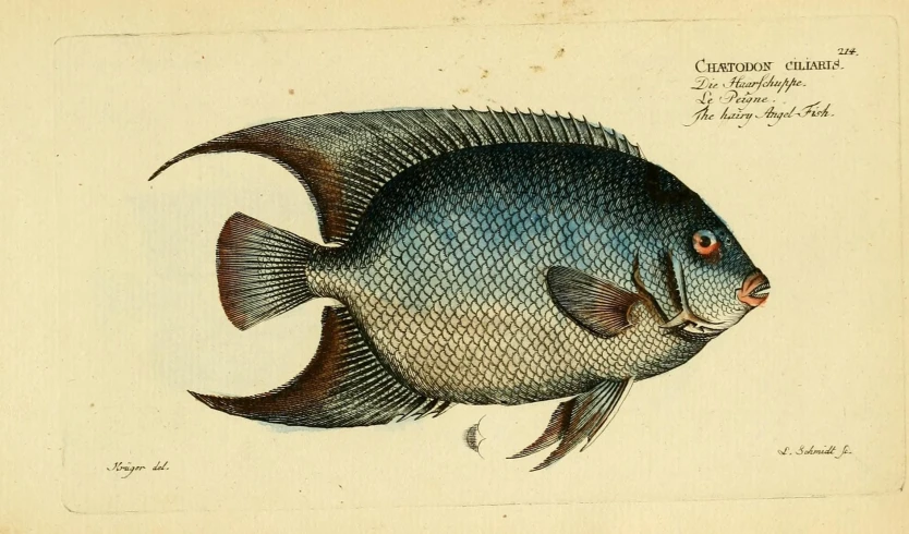 this is an old drawing of a blue fish