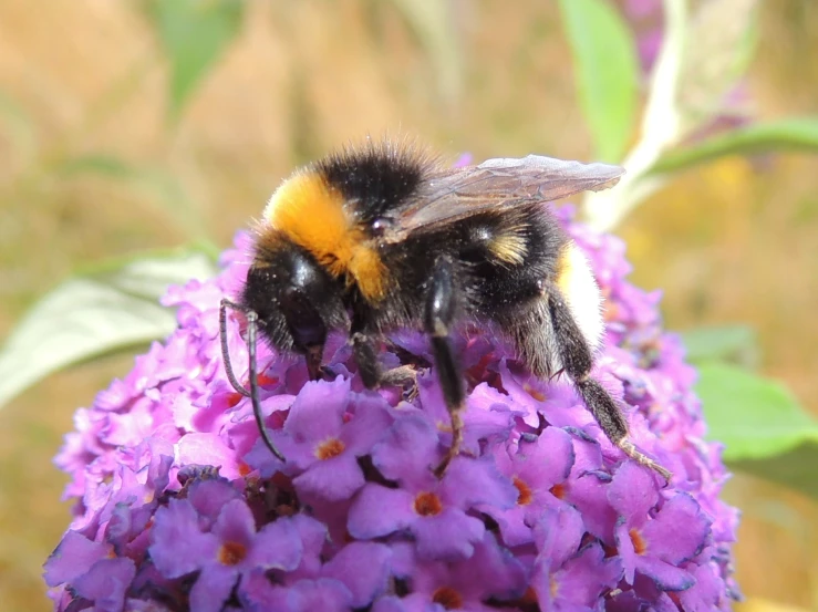 a bee sits on top of purple flowers