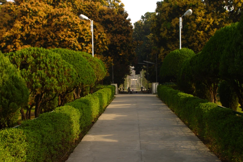 a walkway leading between three large hedges in a park