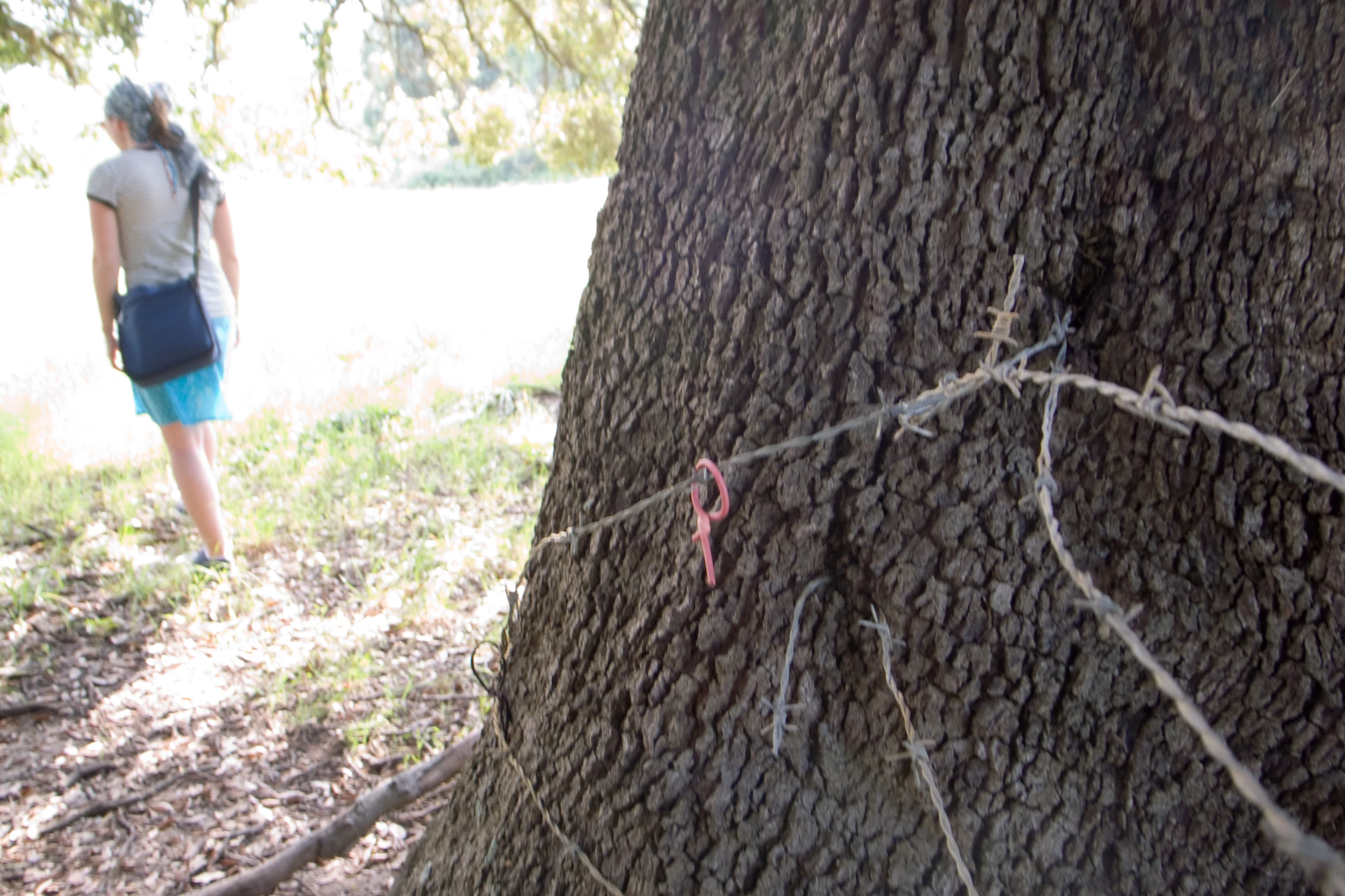 a person in the distance by a tree with a string wrapped around it