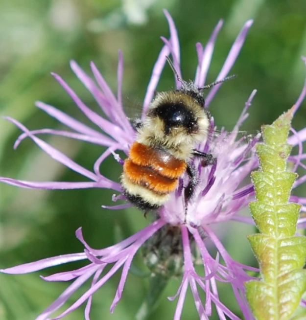 a close - up view of a bee on a purple flower