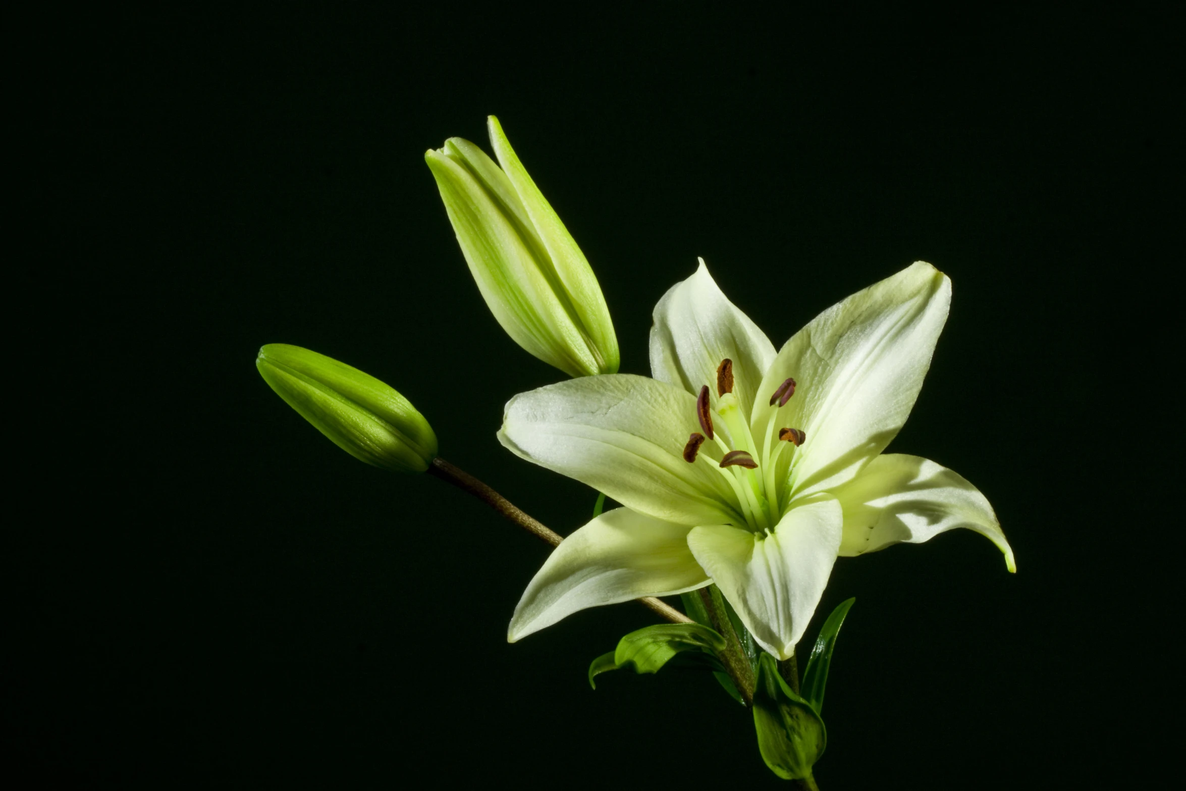 a small flower with buds attached to it