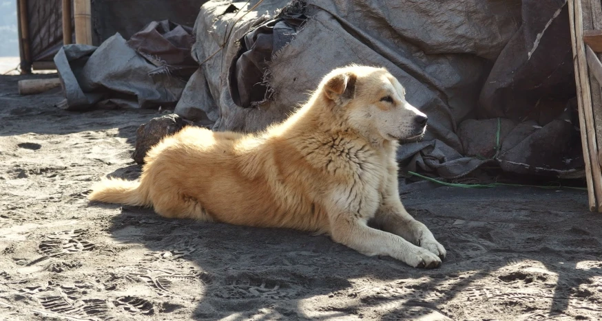 an older dog relaxing in the shade, on sandy ground