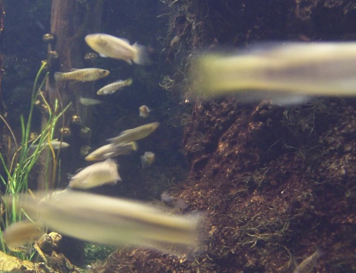 underwater s of a group of fish swimming