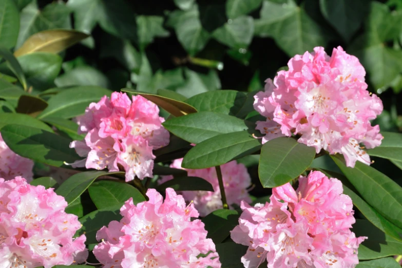 the flowers are blooming next to green leaves