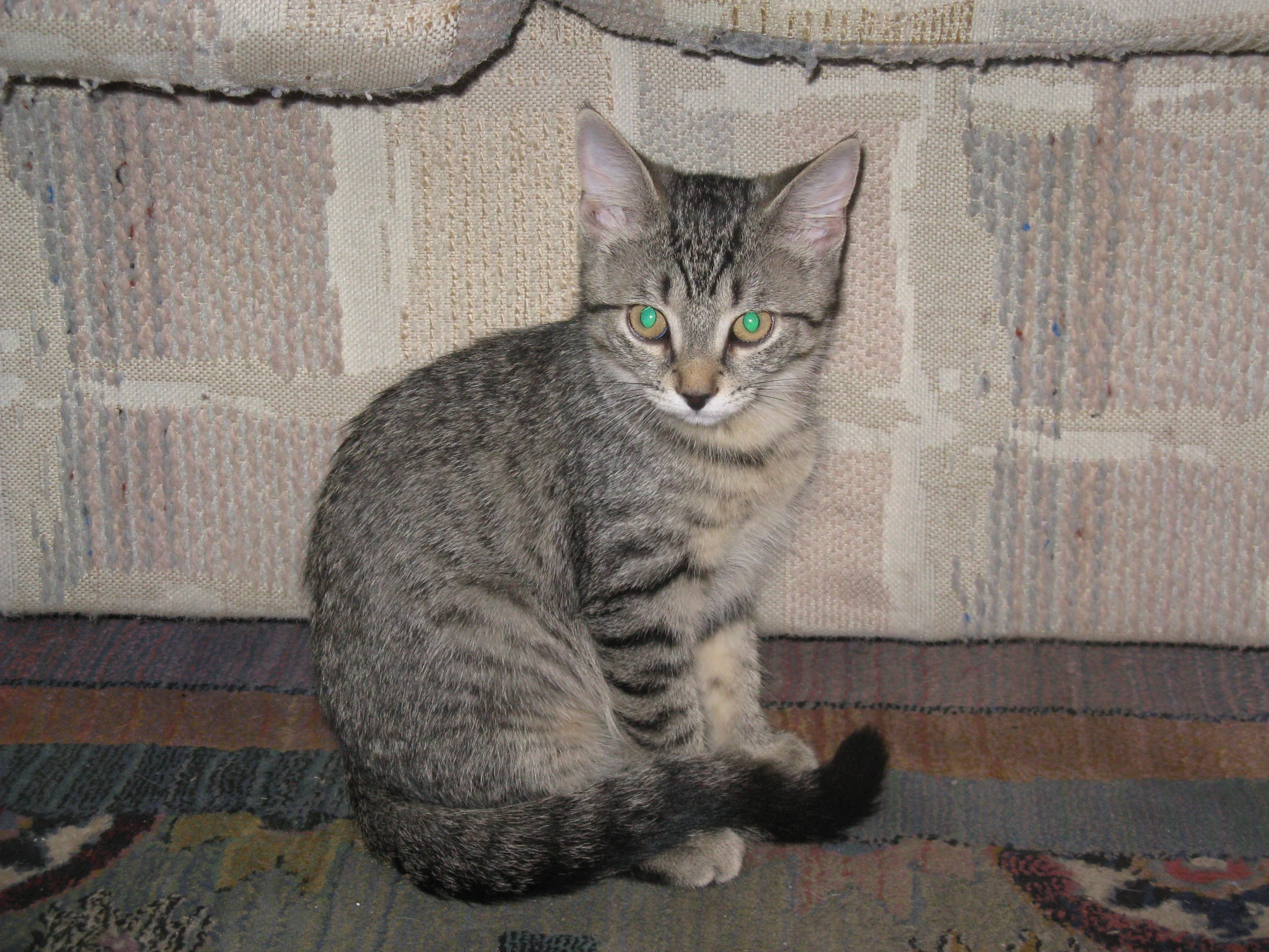 a cat sits on a carpeted floor looking to the left