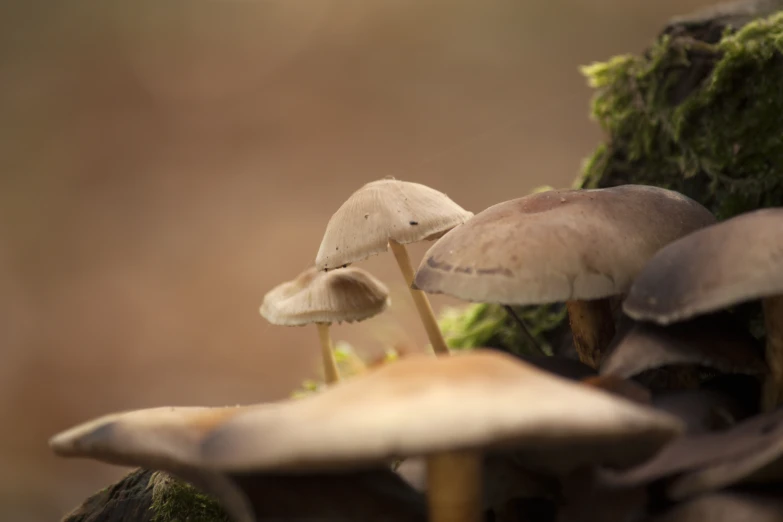 mushrooms are on a tree stump with moss