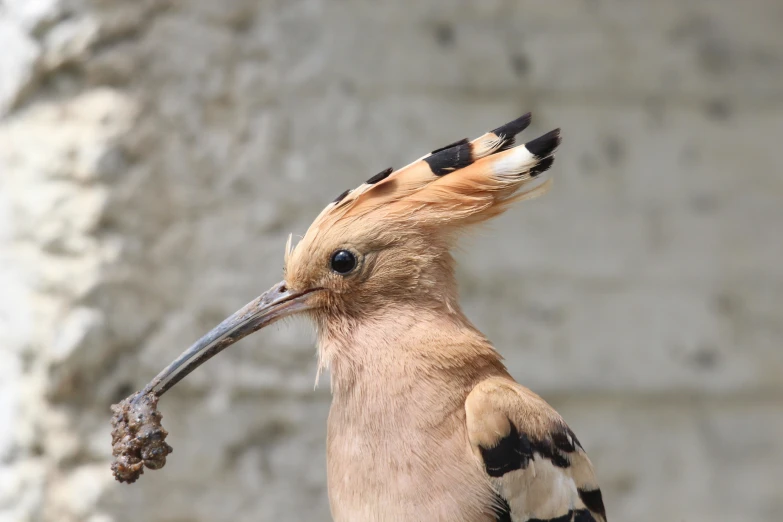 a brown and black bird is holding a stick in its mouth