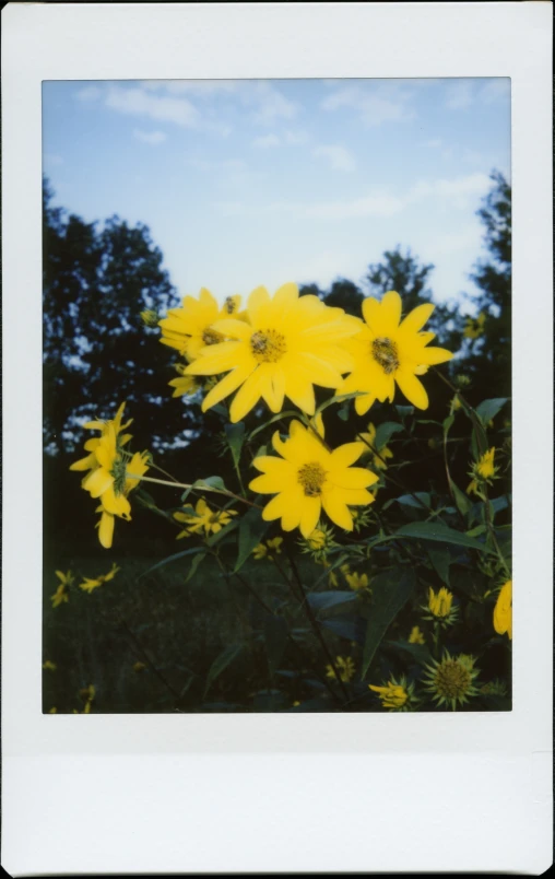 the pograph has many yellow flowers growing in it