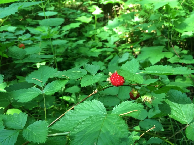 a red strawberry growing on top of green leaves