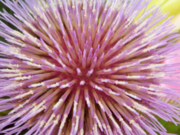 a pink and white flower with stripes in the middle