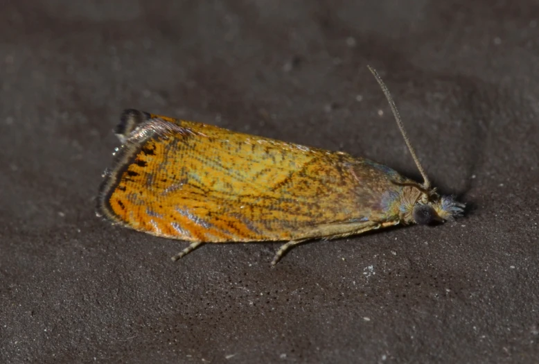 a close up po of a moth on the ground