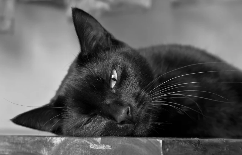 a black cat laying on top of a wooden table