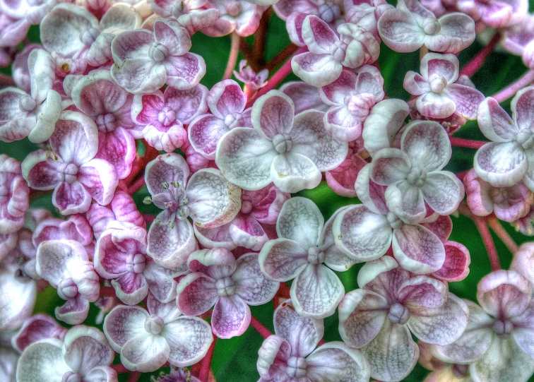 a plant with pink and white flowers that are in bloom