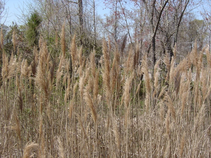 a bunch of weeds are growing in the woods