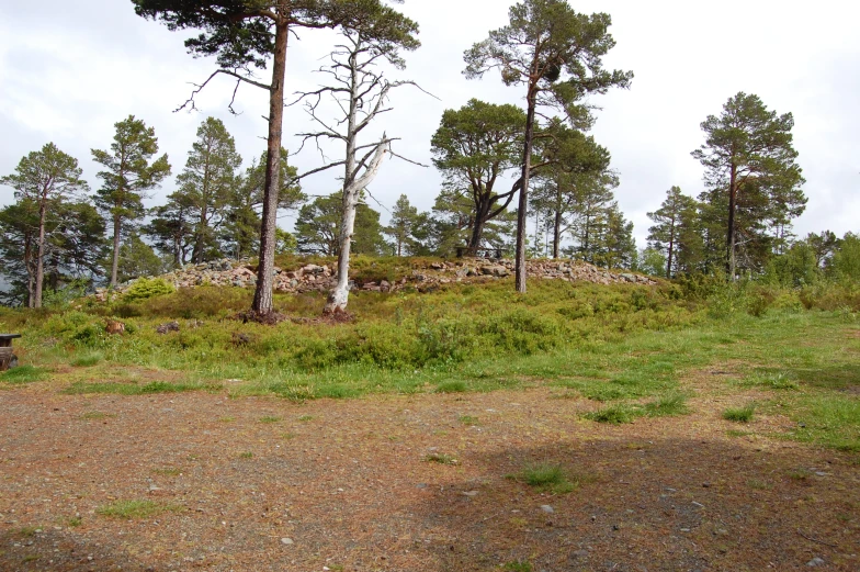 a bench sits near trees on a hill