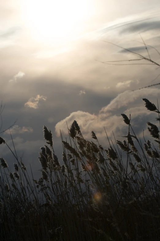 some tall grass with clouds in the background