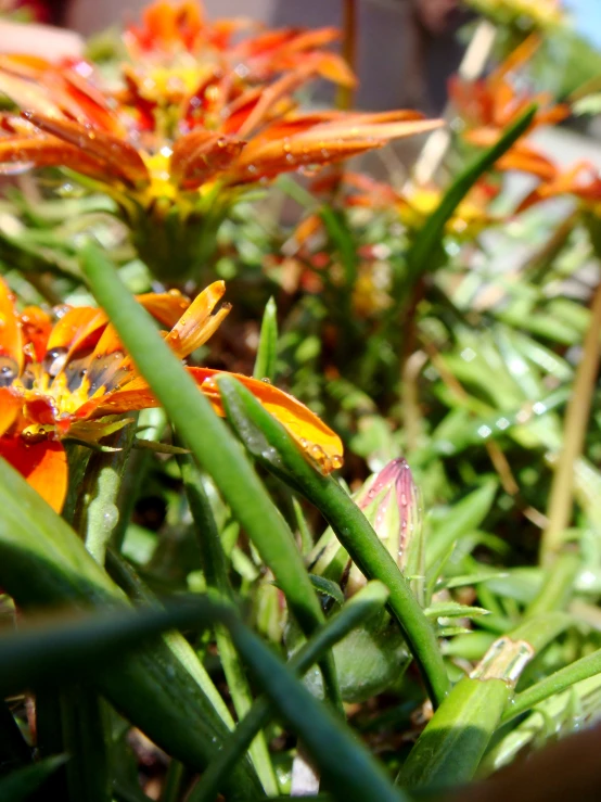 flowers with water drops on them, in the grass