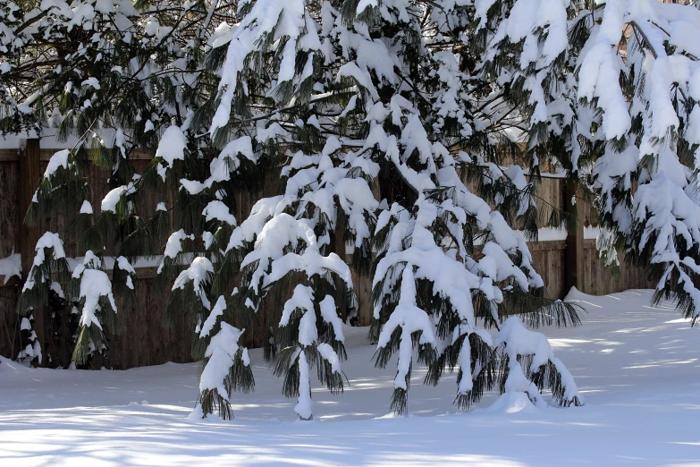 a snow covered tree next to a wooden fence