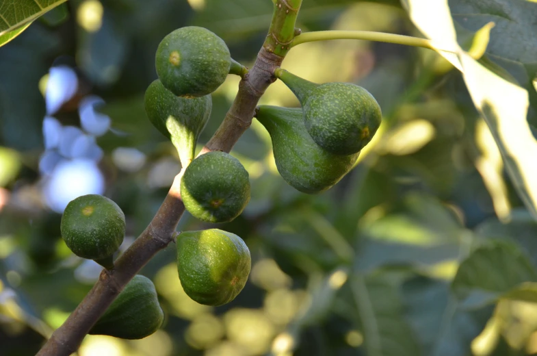 green fruits are growing on the tree