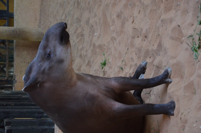 an animal sits in the sand next to a fence