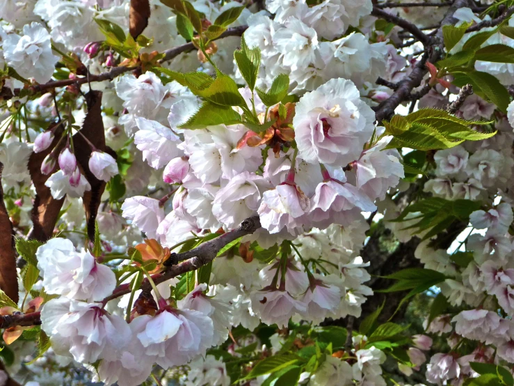 a close up picture of some pretty pink flowers