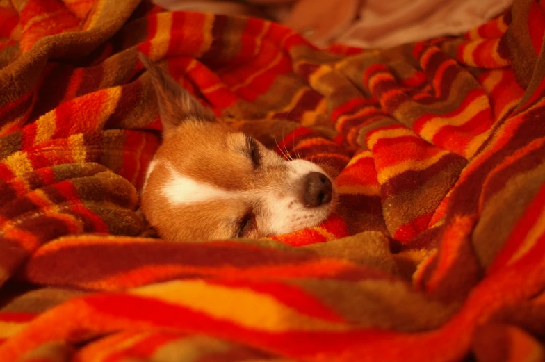 small brown and white dog sleeping under a striped blanket