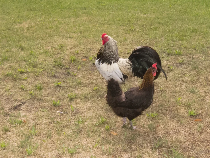 two chickens are standing in a field looking at one another