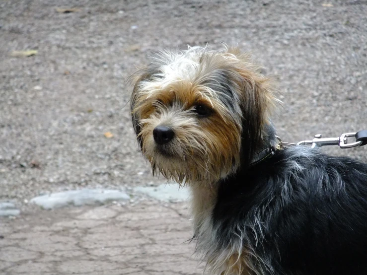 a small dog tied to a leash on top of cement