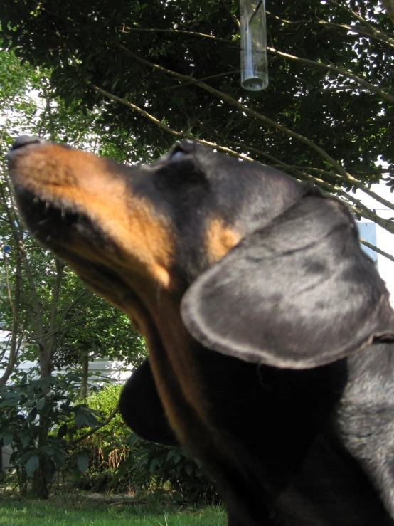 the side view of a dog in the grass