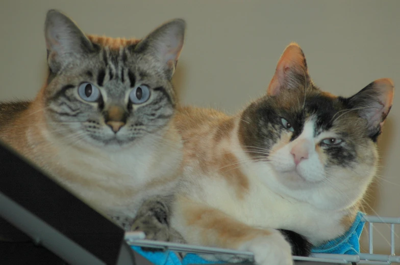 two cats sitting next to each other on the floor