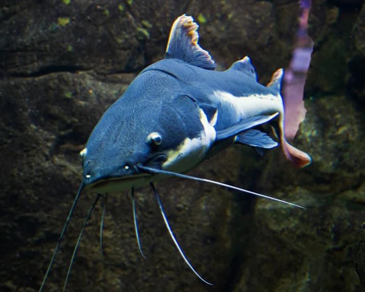 a very pretty blue and white fish in an aquarium