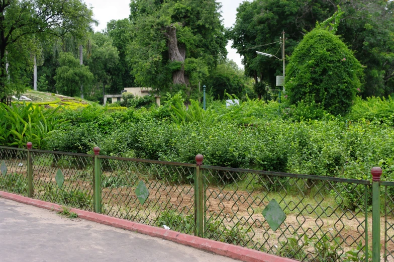 a red fire hydrant sitting in a lush green forest