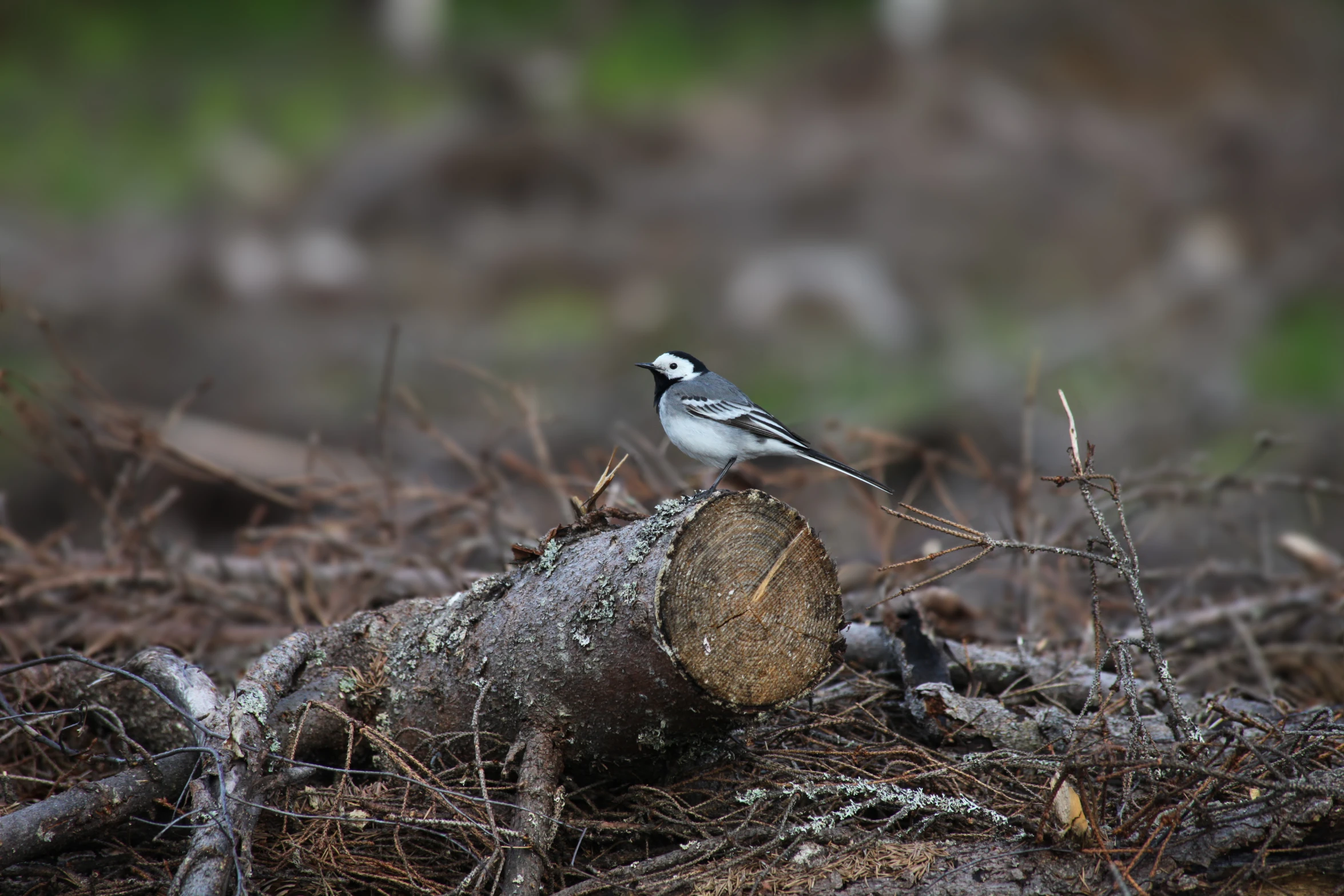 a small bird perched on top of a log