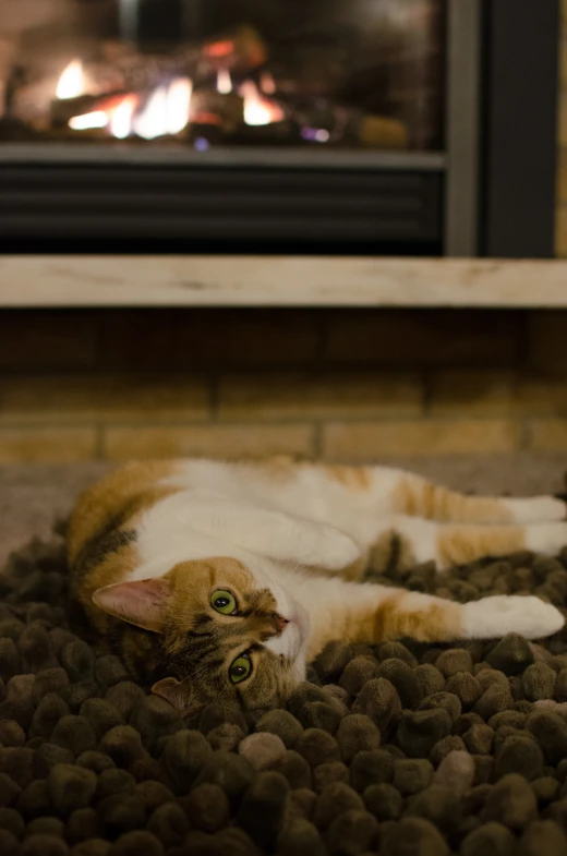 a small cat laying on a carpet in front of a fireplace