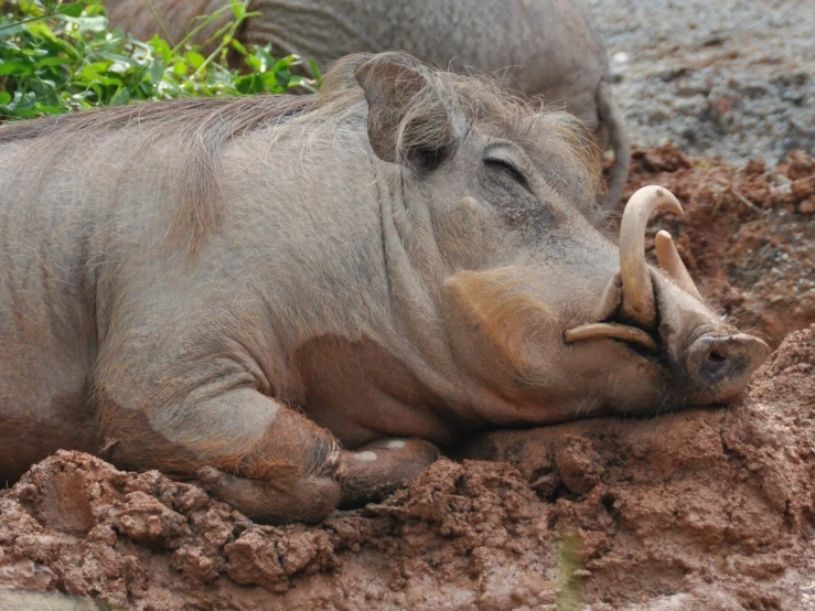 a close up of two animals laying down in dirt