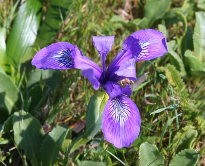 purple flower with white centers in a field