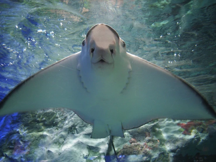 a large shark that is swimming in some water