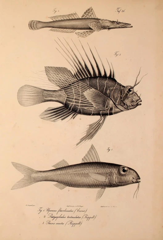 three types of fish with the same head