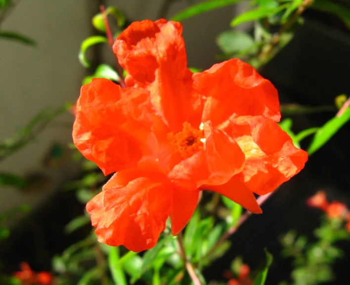 a close up of an orange flower on a nch